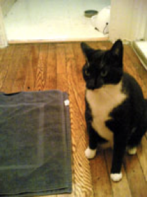 Photo of a cat and a mat. The cat is not on the mat.