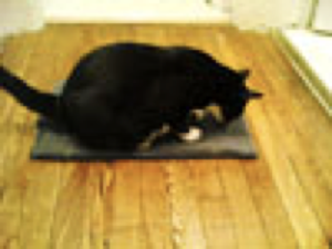 Photo of a cat on a mat, who may or may not be fat. 